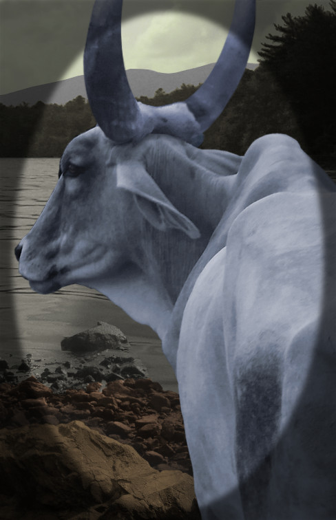That Big Blue Ox Real Photograph