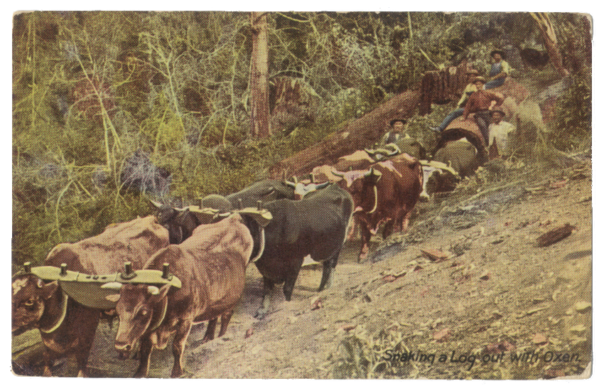 Loggers with their oxen pulling logs